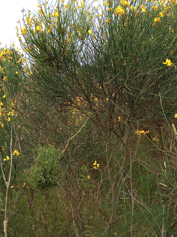 Una mostruosit su Spartium junceum (ginestra comune)